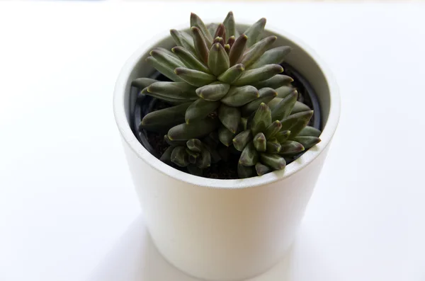 Kleine cactus in een witte pot Rechtenvrije Stockafbeeldingen