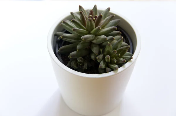 Pequeño cactus en una olla blanca Imágenes de stock libres de derechos