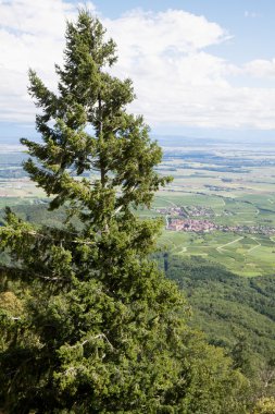 Ren düz karşı yüksek bir köknar. Alsace, Fransa