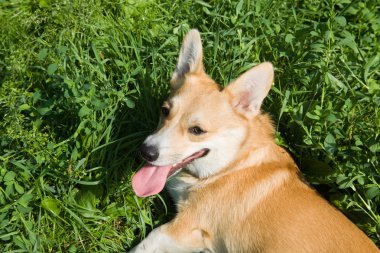 Galce corgi pembroke köpek çayır üzerinde