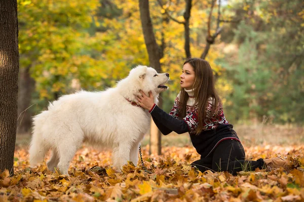 Ung Kvinna Går Parken Med Hund Samoyed — Stockfoto