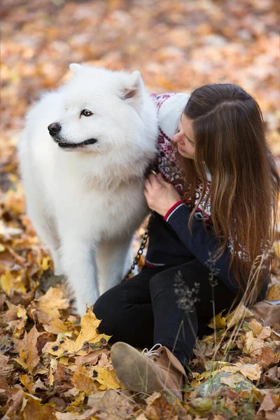 公園を犬と歩く若い女性 Samoyed — ストック写真