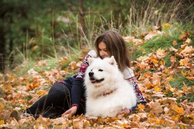 Genç ve güzel bir kadın sonbahar parkında Samoyed köpeğiyle oynuyor ve yürüyor..