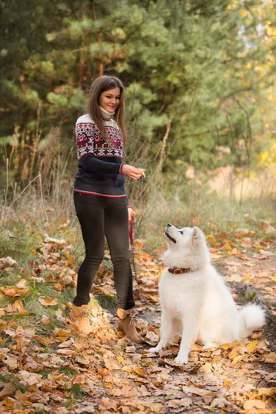Женщина Дает Команду Собаке Время Прогулки Парку Обучение Собак Самоед — стоковое фото