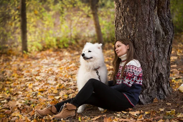 Молодая Красивая Женщина Отдыхает Осеннем Парке Деревом Своей Собакой Самоед — стоковое фото