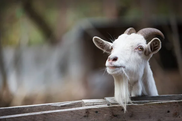 Beautiful Young Goat Horns Looks Out Wooden Fence — Fotografia de Stock