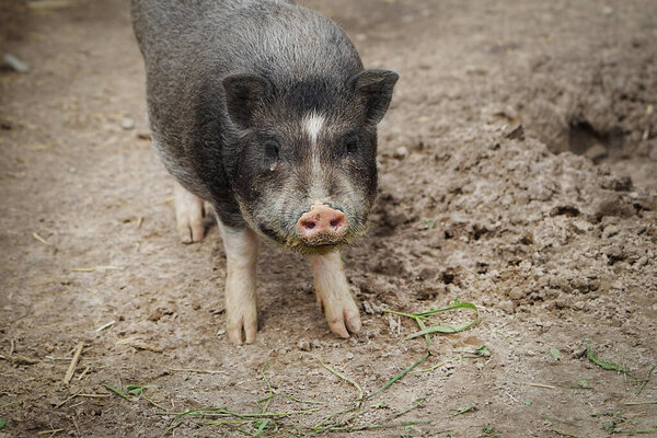 Fat pig in the barn. Farming. 