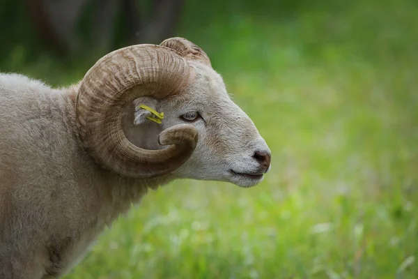 A sheep ram with horns walking on a sunny meadow. Farming. Livestock.