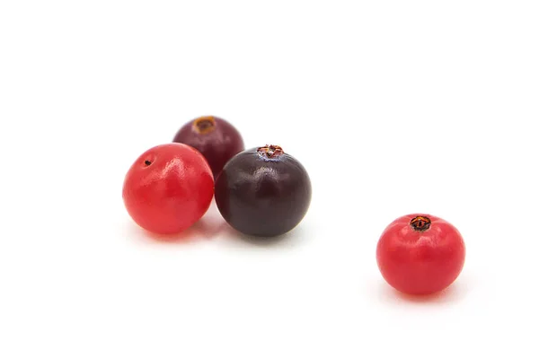 Ripe Organic Cranberry Isolated White Background Opy Space White Background — Stock Photo, Image