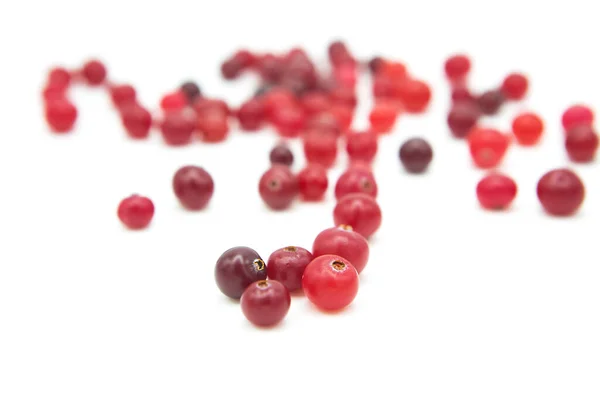 Cranberry Organik Matang Diisolasi Pada Latar Belakang Putih — Stok Foto