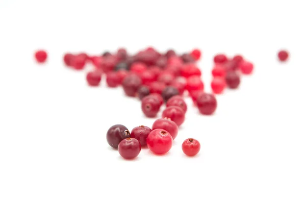 Cranberry Organik Matang Diisolasi Pada Latar Belakang Putih — Stok Foto