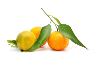 Beyaz zemin üzerinde çiğ damlaları ile yeşil yapraklı mandalina.