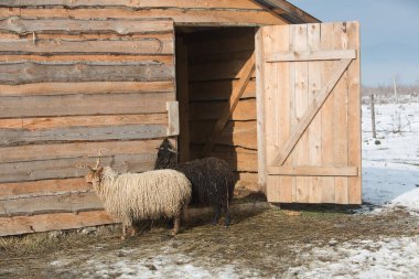 Boynuzlu bir çift güzel uzun saçlı keçi ahşap bir ahırın ön kapısının yanında yürüyor..