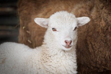 Yürüyüşe çıkmış güzel beyaz kuzu. Çiftçilik. Çiftlik hayvanları.                  