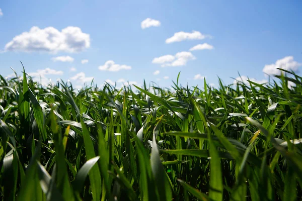 Поле Молодой Пшеницы Фоне Неба Облаками — стоковое фото