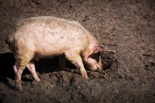 Fat Funny Pig Digging Ground — Stock Photo, Image