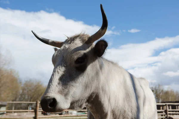 Біла Красива Корова Рогами Фермі Вирощування Худоби — стокове фото