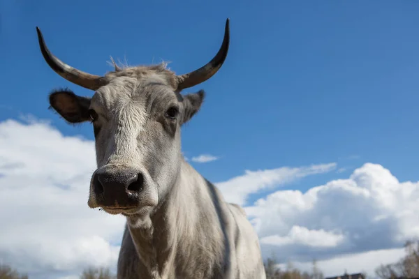 Біла Красива Корова Рогами Тлі Неба Вирощування Худоби — стокове фото