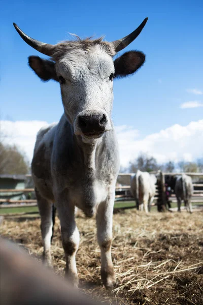Цікава Красива Біла Корова Рогами Пасуться Стаді Фермі Вирощування Худоби — стокове фото