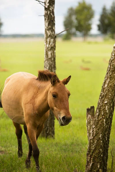 Χαριτωμένο Άλογο Przewalski Είναι Περπάτημα Στο Ηλιόλουστο Λιβάδι — Φωτογραφία Αρχείου