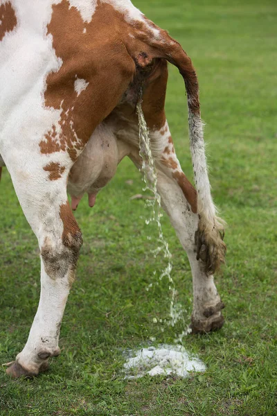 Корова Мочиться Траві — стокове фото