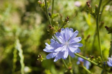 Otlaktaki bir dalda yaygın hindiba çiçeği.