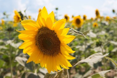 Sahada tohumları olan güzel ayçiçeği berrak gökyüzünün arka planında.