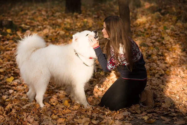 年轻美丽的女人和他的狗在秋天的公园里散步 萨摩亚狗 秋季背景 — 图库照片