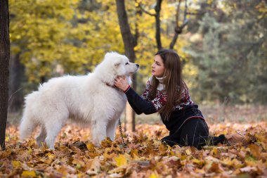 Genç ve güzel bir kadın köpeğiyle sonbahar parkında yürüyor. Samoyed köpeği. Sonbahar arkaplanı.