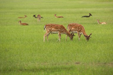 Bir çift genç geyik tarlada yürüyor..