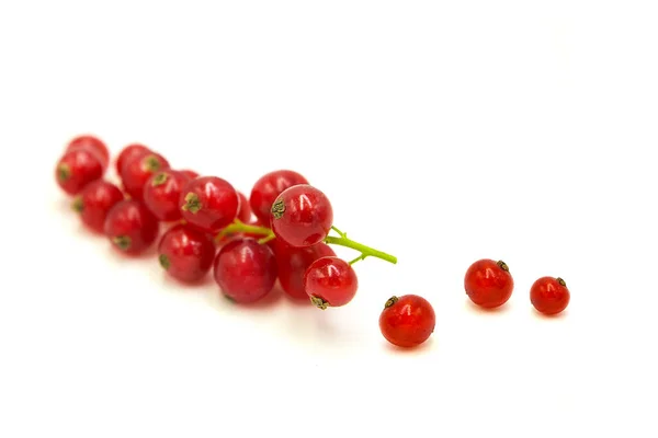 Świeże Organiczne Dojrzałe Czerwone Porzeczki Kroplach Rosy Izolowane Białym Tle — Zdjęcie stockowe