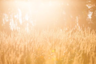 Batan güneşin ışınlarında dikenler. Gün batımı. Arkaplan.