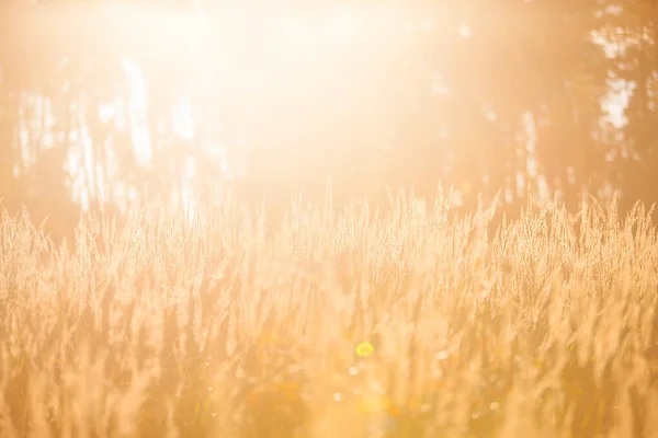 Spikeletten Stralen Van Ondergaande Zon Zonsondergang Achtergrond — Stockfoto