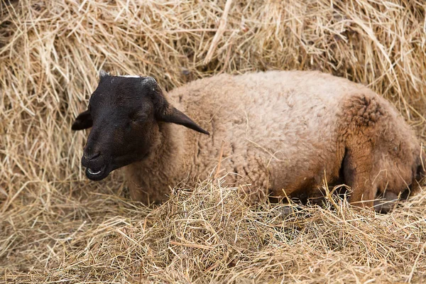 Des Moutons Couchés Sur Foin Agriculture Élevage — Photo