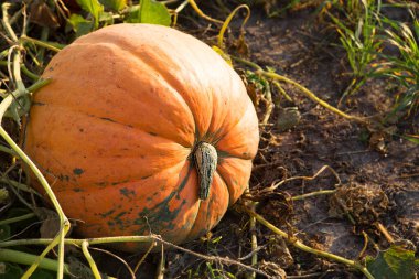 Sebze bahçesinde yetişen olgun organik balkabağı..