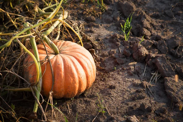 Reifer Bio Kürbis Wächst Gemüsegarten — Stockfoto