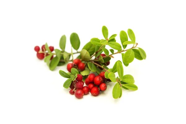 Branch Ripe Organic Fresh Cranberries Isolated White Background — Stock Photo, Image