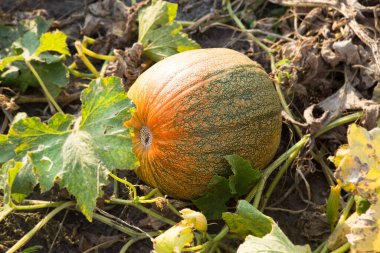 Sebze bahçesinde yetişen olgun organik balkabağı..