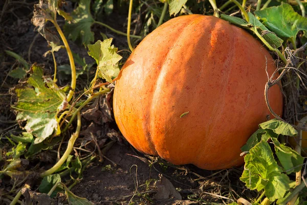 Reifer Bio Kürbis Wächst Gemüsegarten — Stockfoto