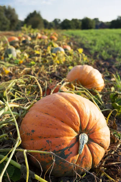 Reife Bio Kürbisse Wachsen Auf Dem Feld Anbau Umweltfreundlicher Produkte — Stockfoto