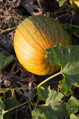Sebze bahçesinde yetişen olgun organik balkabağı. Çevre dostu ürünlerin büyümesi.