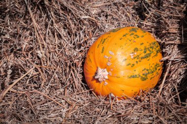 Samanlıkta yatan olgun organik balkabağı. Cadılar Bayramı için arka plan, Şükran Günü. Hasat ve pazar ticareti ve tarım ürünleri fuarı