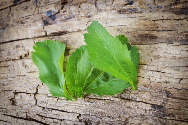 Stevia liście na podłoże drewniane — Zdjęcie stockowe