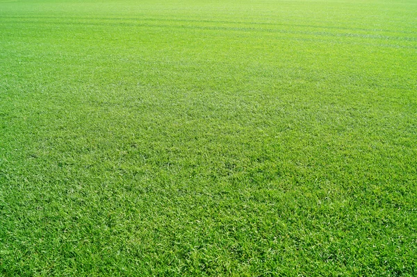 cut grass _