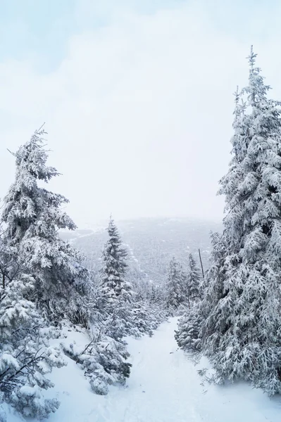 Avrupa dağlar - Krkonose