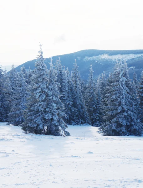 Europejskiej góry - Karkonosze — Zdjęcie stockowe