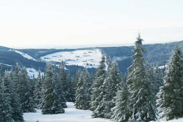 欧洲山-Krkonose — 图库照片