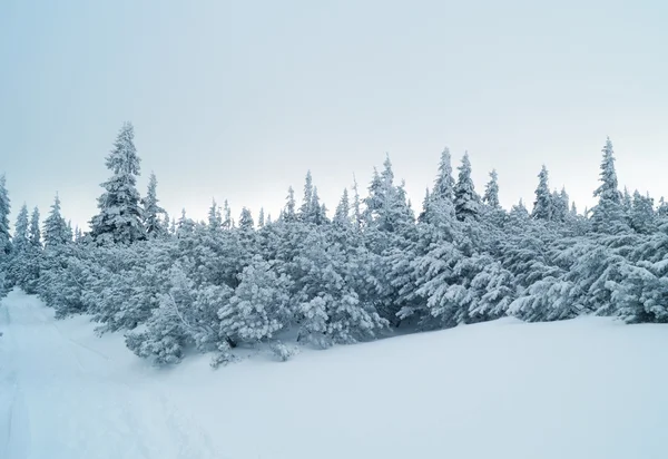Avrupa dağlar - Krkonose