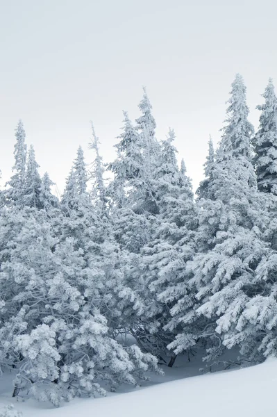 Europese bergen - Krkonose — Stockfoto