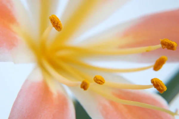 Flor Amarilis — Fotografia de Stock